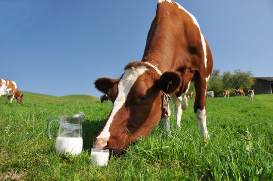 Cow and jug of milk. Emmental region, Switzerland