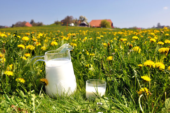 Jug of milk on the spring meadow. Emmental region, Switzerland