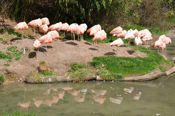Flamingos