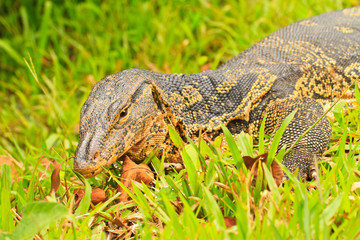 water monitor