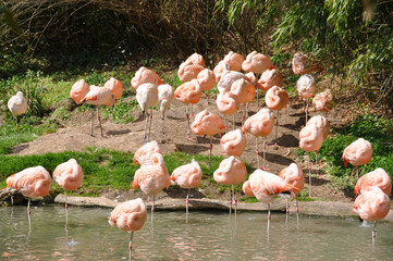 Flamingos
