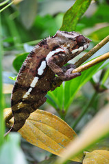Panther chameleon