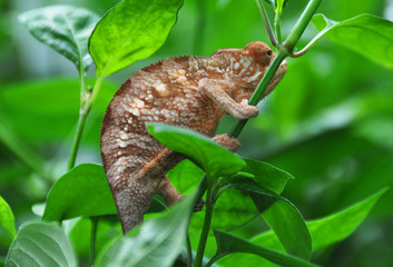 Panther chameleon