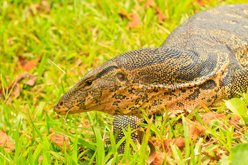 water monitor