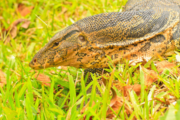 water monitor