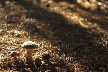 Fototapeta na wymiar mushroom