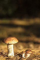 mushroom