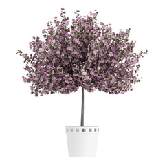 Obraz premium Beautiful purple home plant
