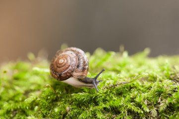 Snail on grass