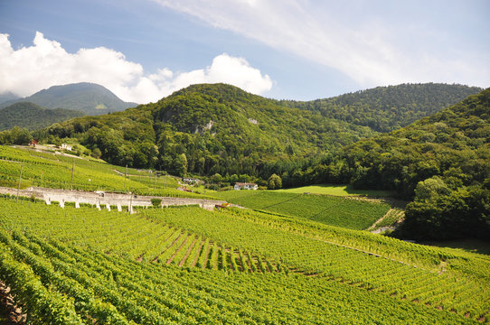 Vineyard, Switzerland