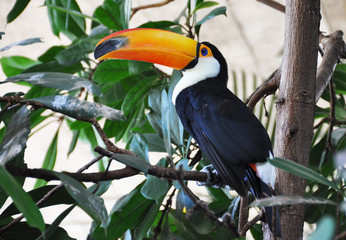 Toucan bird