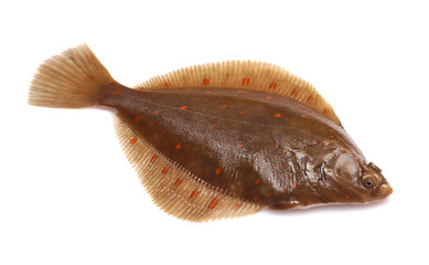 Obraz premium Plaice Fish