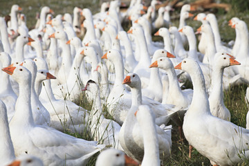 Obraz premium Herd of white domestic geese