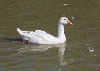 Home white goose swimming in a pond.