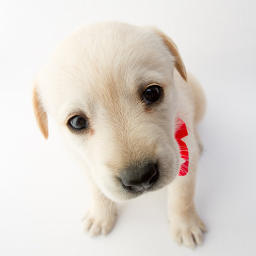 Portrait of cute labrador puppy