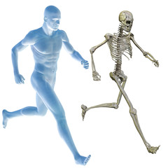 High resolution conceptual 3D human ideal for anatomy, medicine