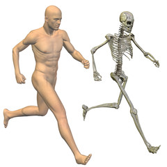 High resolution conceptual 3D human ideal for anatomy, medicine