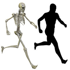 High resolution conceptual 3D human ideal for anatomy, medicine