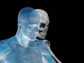 Anatomy conceptual human body chest, head isolated