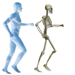 High resolution conceptual 3D human ideal for anatomy, medicine