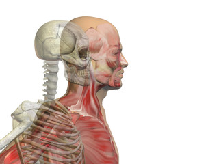 Anatomy conceptual human body chest, head isolated