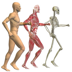 High resolution conceptual 3D human ideal for anatomy, medicine