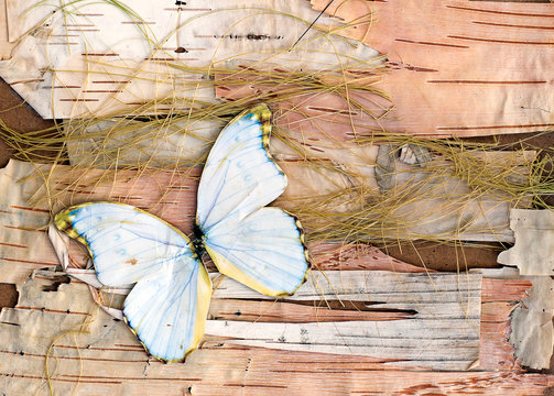 abstract composition from butterflies, birch bark and straw