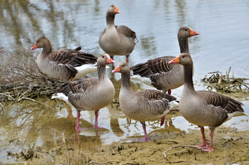 Naklejka na ściany i meble Group of greylag geese (Anser anser domesticus), near of a pond