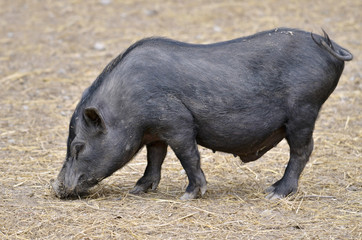 Vietnamese potbellied pig