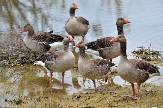 Group of greylag geese (Anser anser domesticus), near of a pond