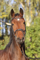 Obraz premium portrait holsteiner