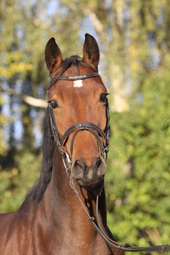 portrait holsteiner