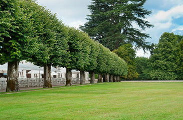 Tree line in the park