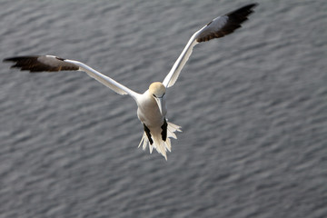 Basstölpel am Vogelfelsen auf Helgoland