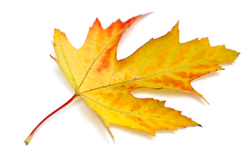 autumn leaf