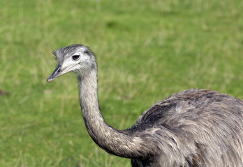 Nandu, Rhea americana