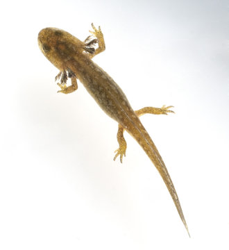 Larve Molch, Molchlarve