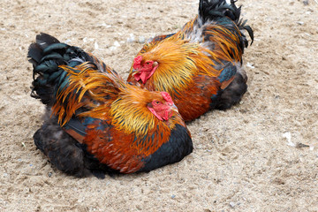 Two chicken on sand resting
