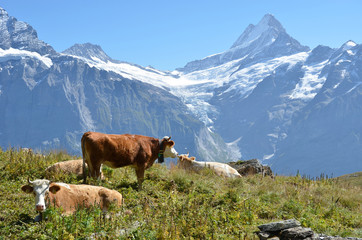 Fototapeta na wymiar Krowy w alpejskiej łące. Jungfrau, Szwajcaria