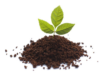 plante verte et terreau