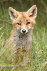 Fototapeta premium red fox cub