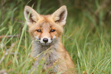 red fox cub
