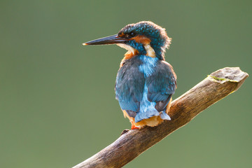 kingfisher on a stick