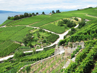 Famouse vineyards in Lavaux region against Geneva lake. Switzerl