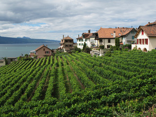 Fototapeta na wymiar Famous vineyards in Lavaux region against Geneva lake. Switzerla