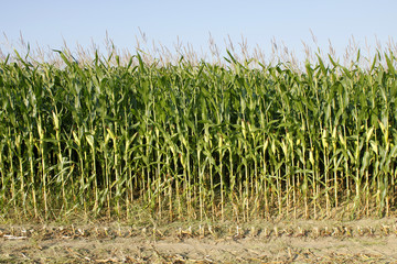 maize field agriculture