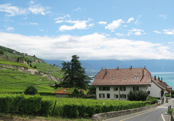 Fototapeta na wymiar Winnice w Lavaux, Szwajcaria