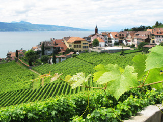 Famouse vineyards in Lavaux region against Geneva lake. Switzerl