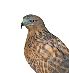 Fototapeta premium Portrait of the vulturine bird isolated on white background