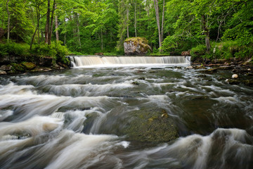 Flowing river in green forest